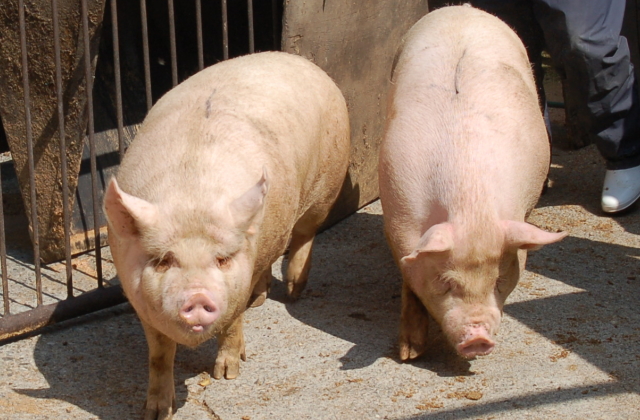 幻の豚肉 千代幻豚 日本で唯一の生産農場 岡本養豚